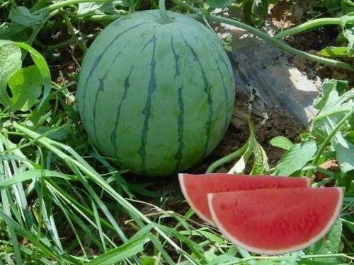 热门大瓜有哪些,揭秘明星幕后故事